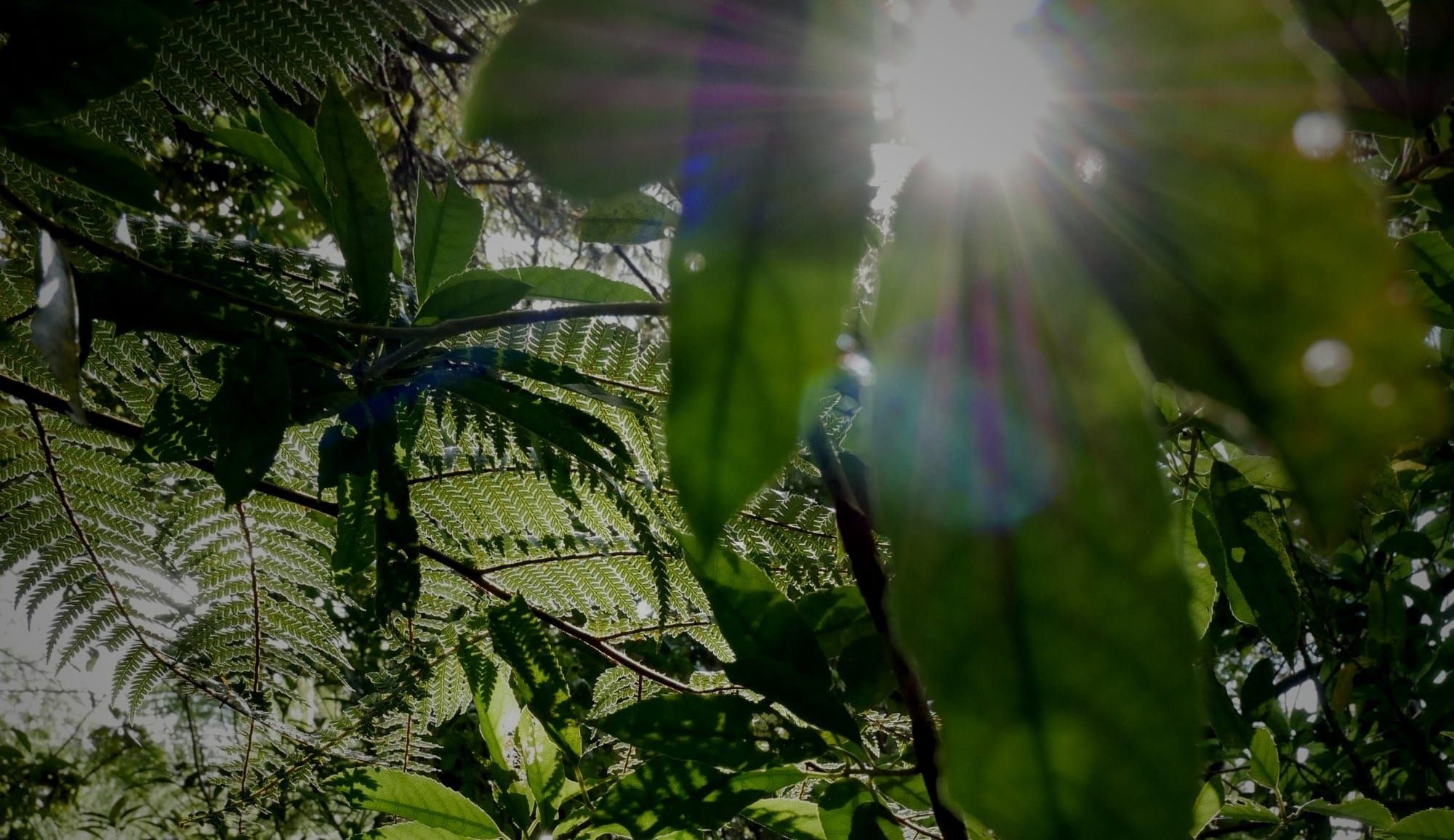 Digital Aotearoa Collective