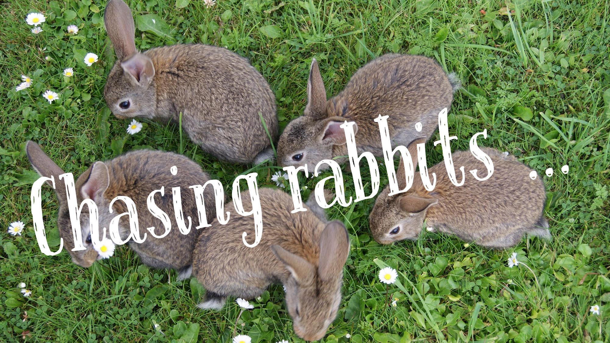 Chasing Rabbits ...