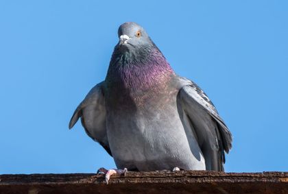 What Do Pigeons Eat?