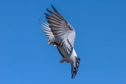 Young Bird Racing Pigeon Road Training Schedule