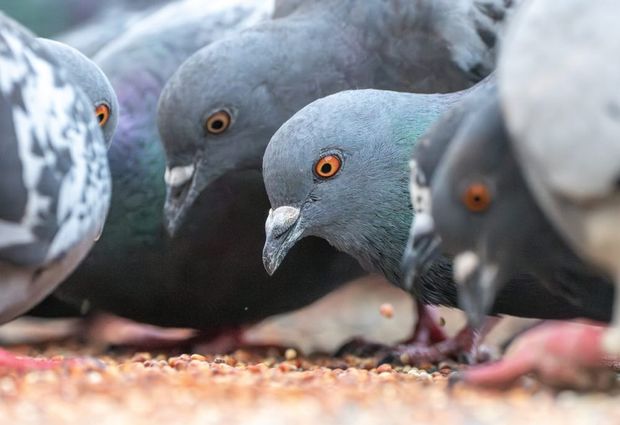 What To Feed a Lost Pigeon
