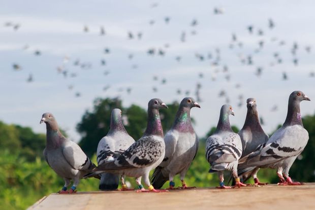 Pigeons: An Overview
