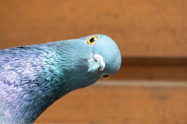 How Homing Pigeons Work