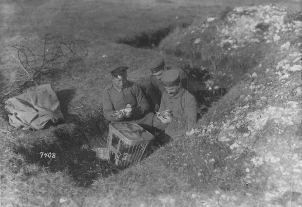 The Incredible Story of Homing Pigeons in War