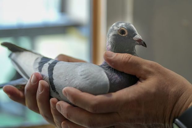 Racing Pigeons: Prices, Historical Records, and Regional Averages