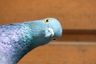 How Homing Pigeons Work