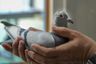 Famous Racing Pigeon Bloodlines