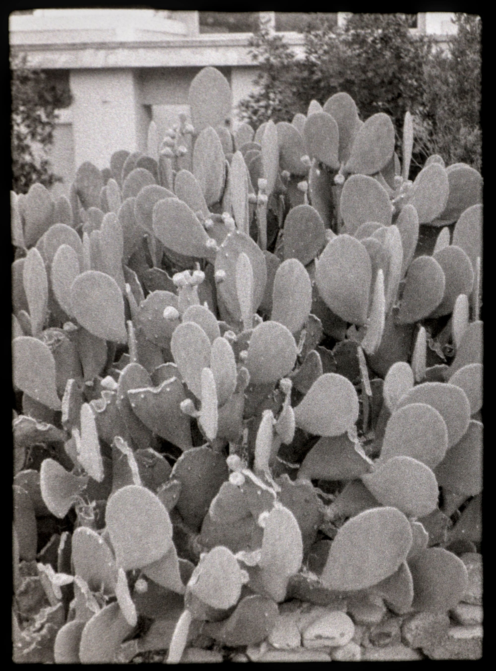 A grainy black and white photo.  A very large prickly pear cactus fills nearly the entire frame.  It has dozens of bite marks where deer have eaten portions of the cactus paddles.