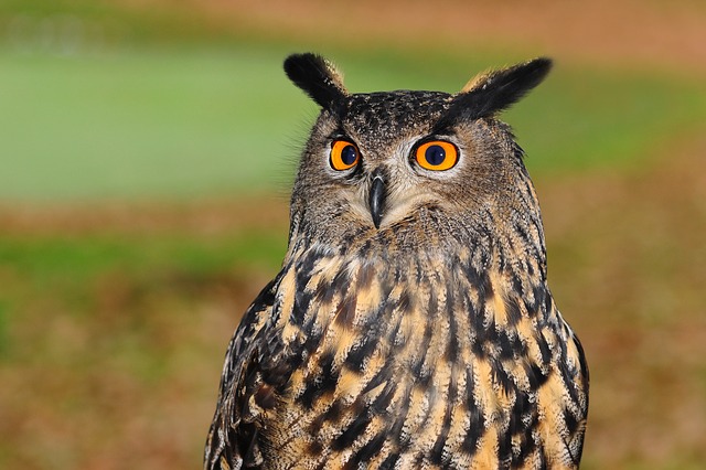 european-eagle-owl-2010346_640--1-