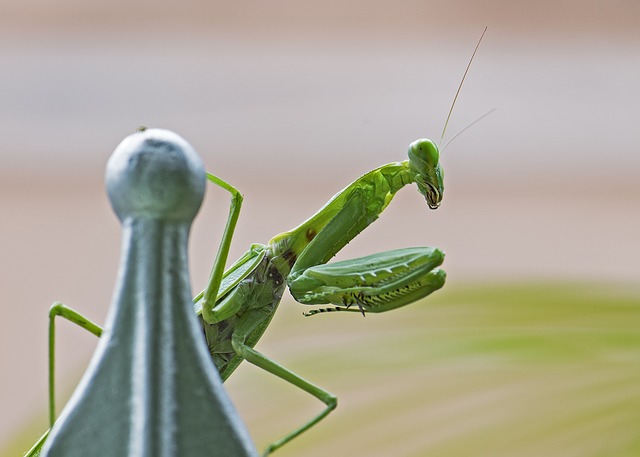 praying-mantis-1650102_640