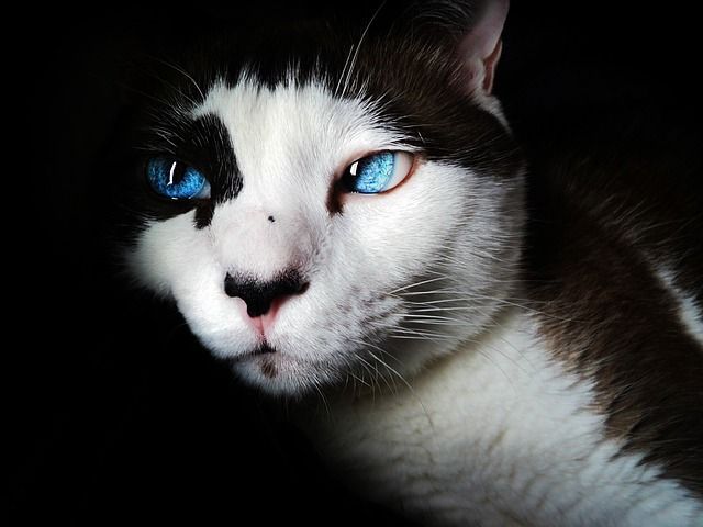 Cats Protect You And Your Home From Ghosts And Negative Spirits