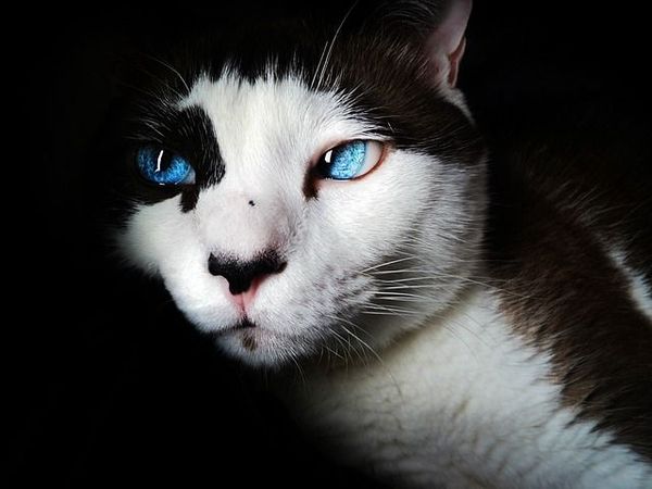 Cats Protect You And Your Home From Ghosts And Negative Spirits