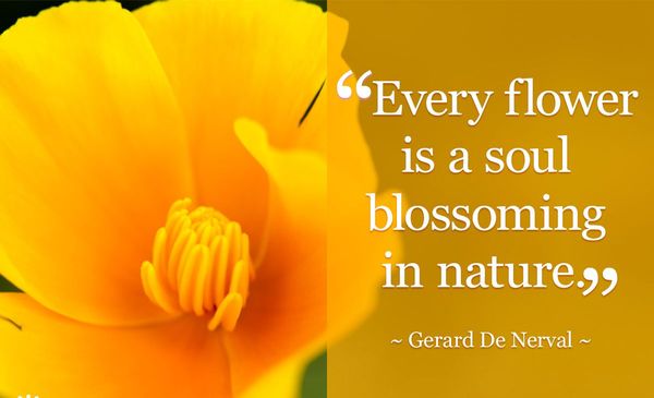 Symbolic Flower Meanings from Spirit