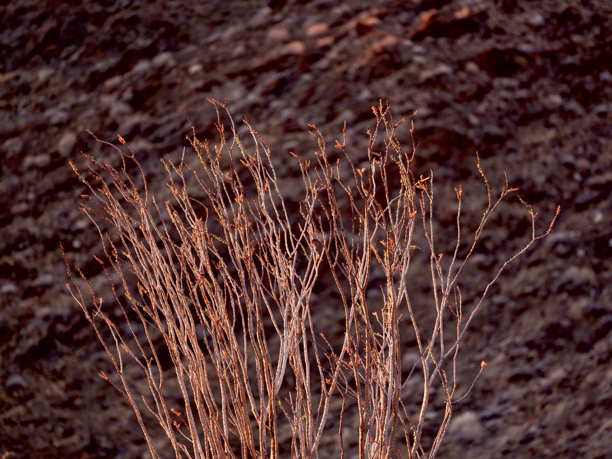 Desert Trip