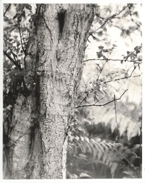 Invention Continued: Controlling Contrast on Wephota FO5 Technical Film using Moersch VGT Developer