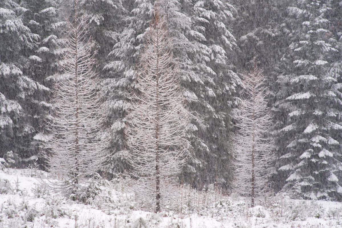 Pine Street Woods Jan 31 2025