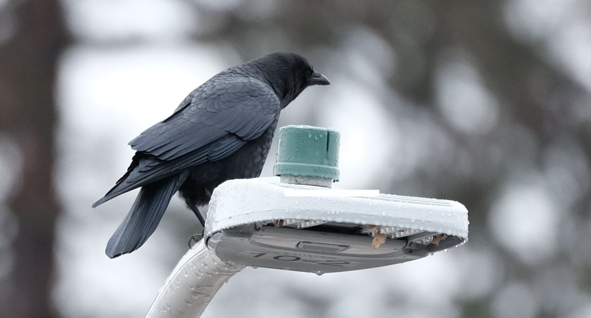 Urban Corvids