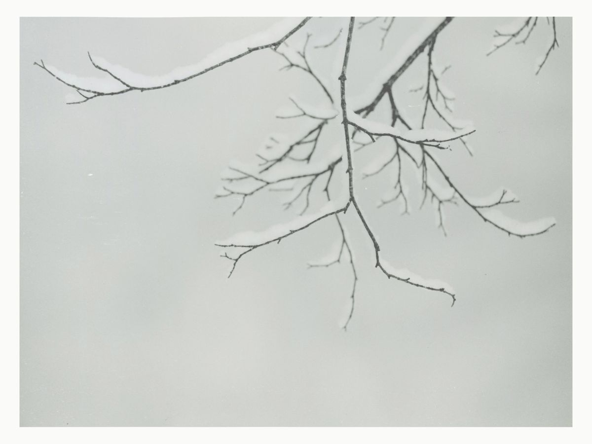 Printing Snow Laden Branch: Fomatone MG Warmtone Glossy