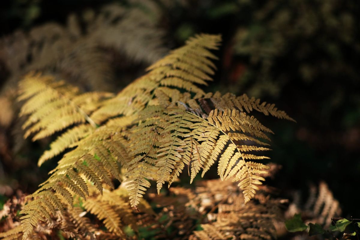 Fall