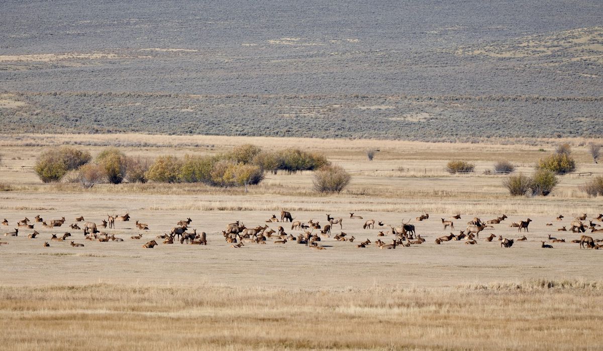 Bannack and Elk