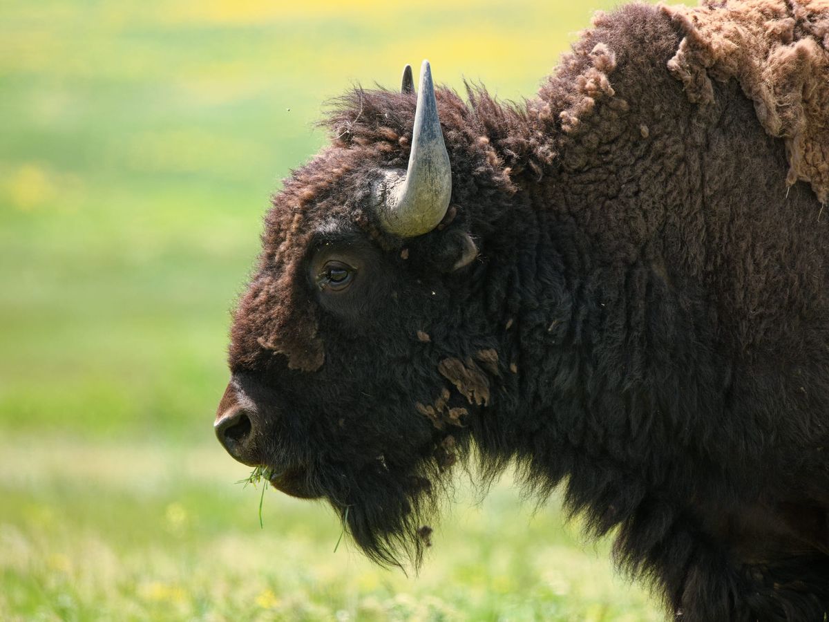 CSKT Bison Range