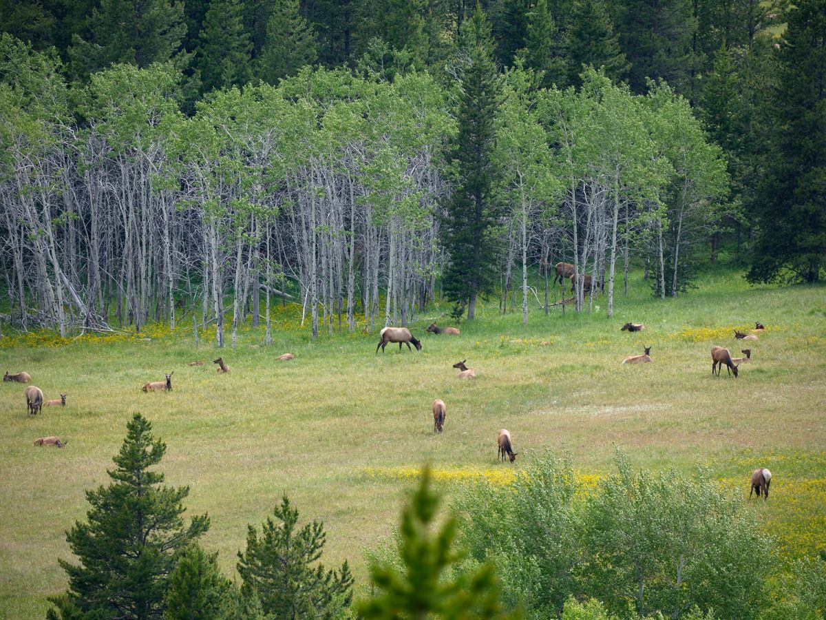Coyote and Elk