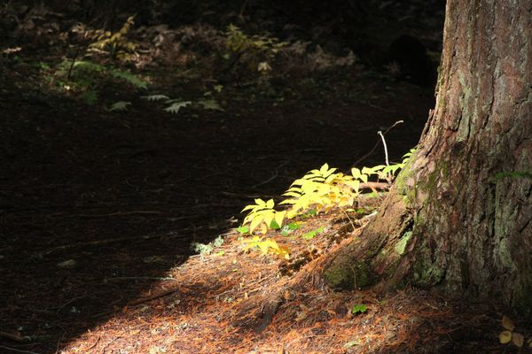 A Return to Roosevelt Grove in Fall