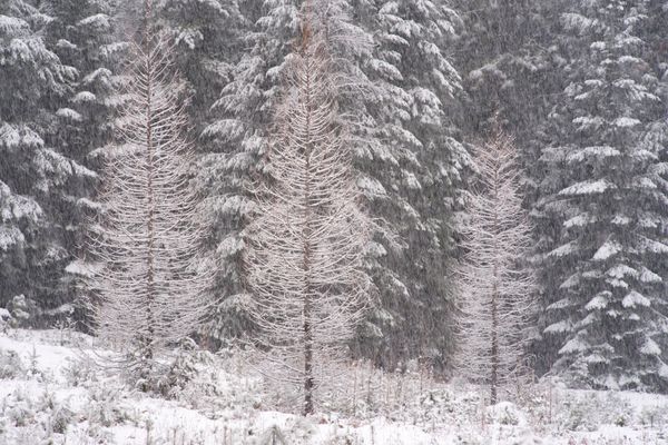 Pine Street Woods Jan 31 2025