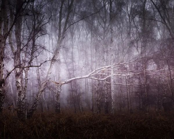 Holme Fen Dec 2021: Fog for Two Days (Film)