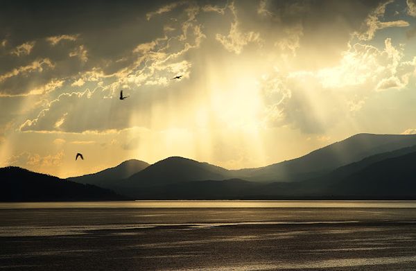 Framing Bird Light