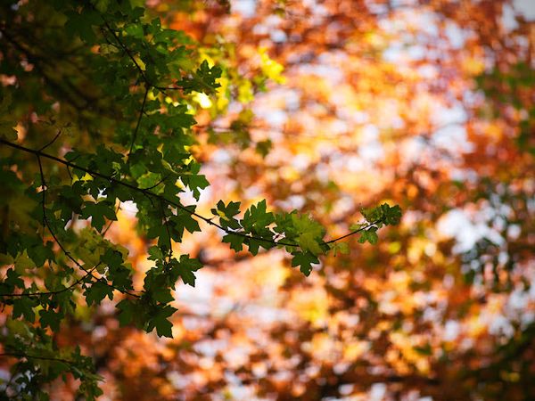 Fall at Monk's Wood: Part II (Digital)