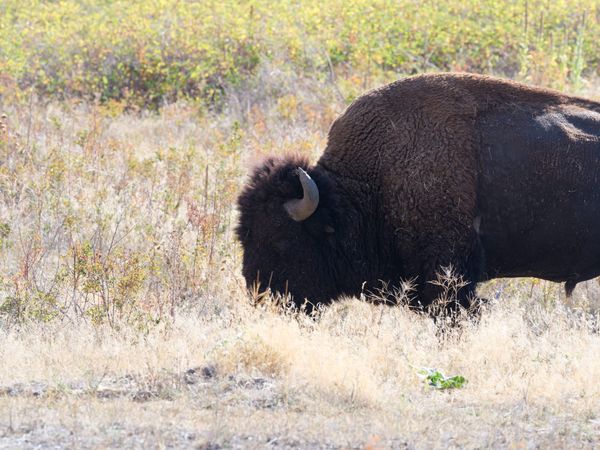 Road to the Buffalo
