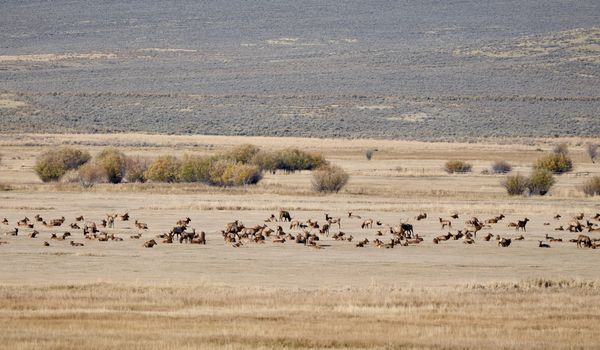 Bannack and Elk