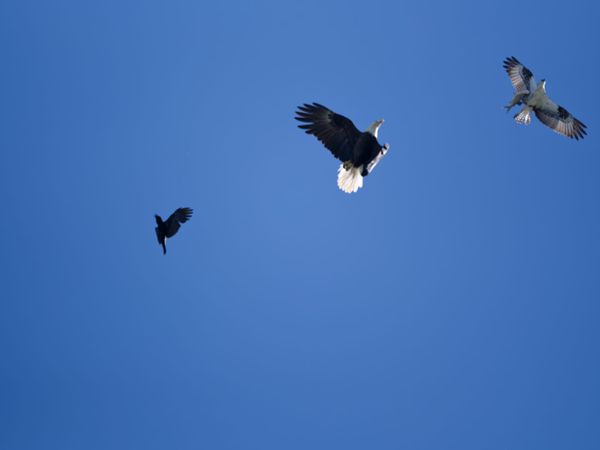 Bird Fight