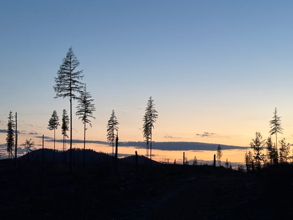 Forest Evening