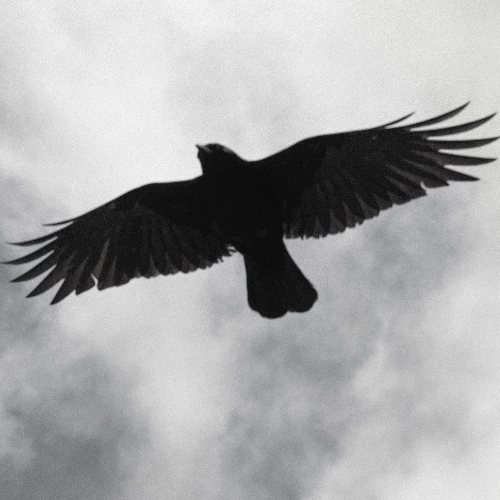 Soul Escaped (Job 19)