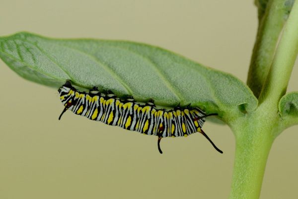 The Caterpillar