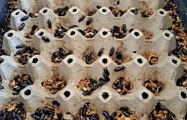 Tenebrio molitor – mali insekt sa velikim potencijalom za srpsku poljoprivredu i cirkularnu ekonomiju