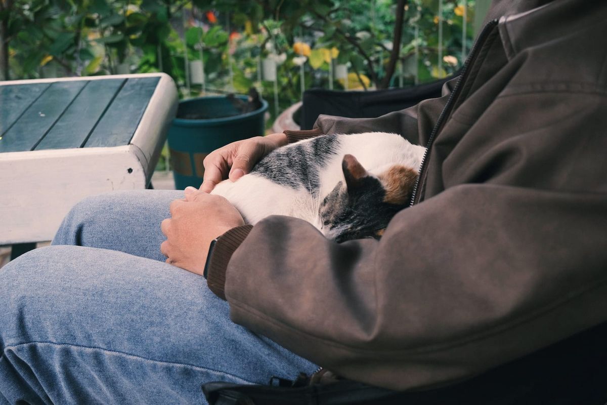 A calico cat asleep on a person's lap, a hand resting on it