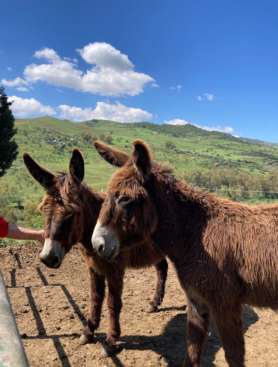 A Mayor, the Mafia, and Donkeys