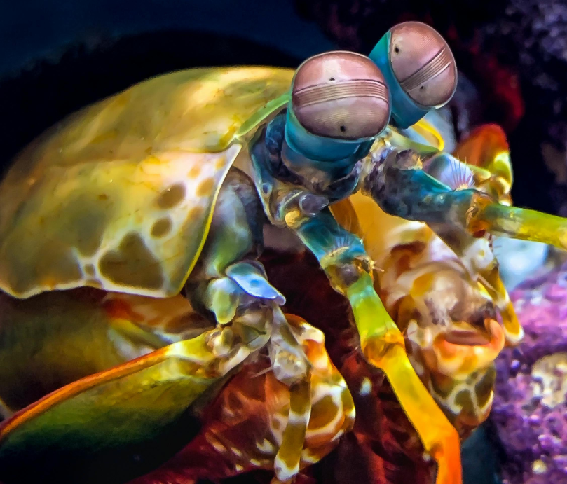 It's a Shrimp's World