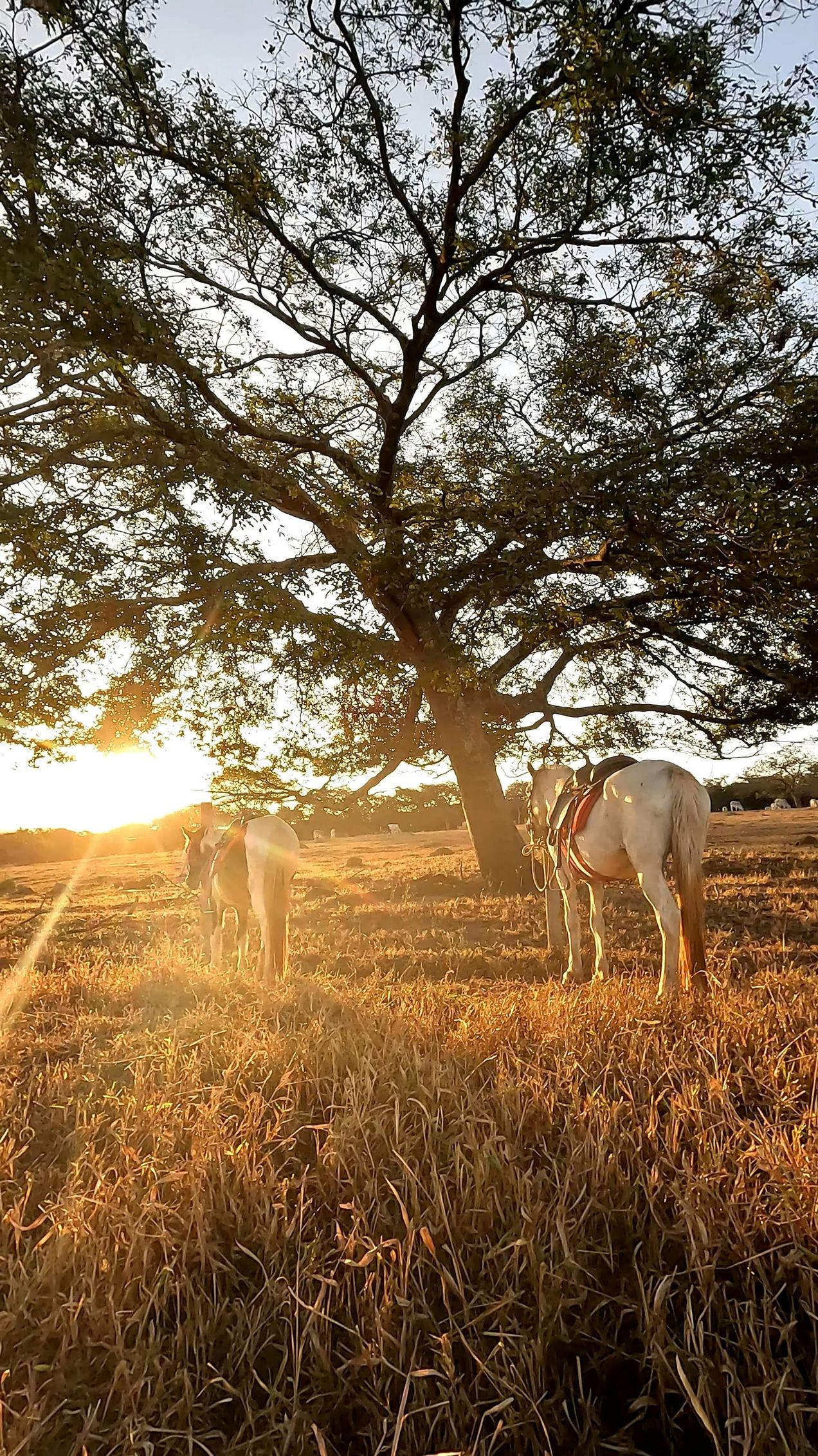 Saddle Songs of a Lost Revelate