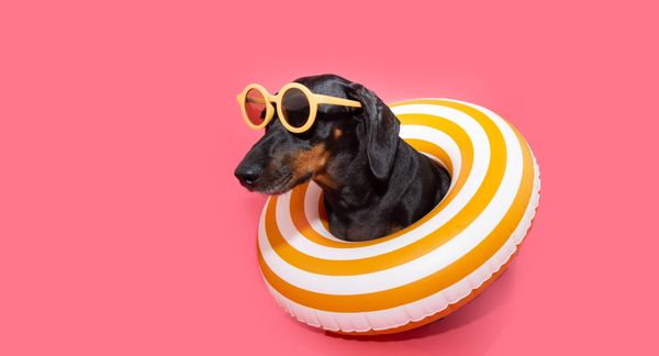 Testimonial: dog lover Emily and a paid discussion on pet food