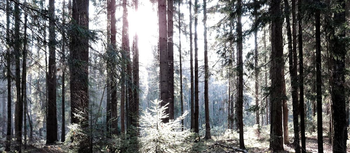 Forests break the clock