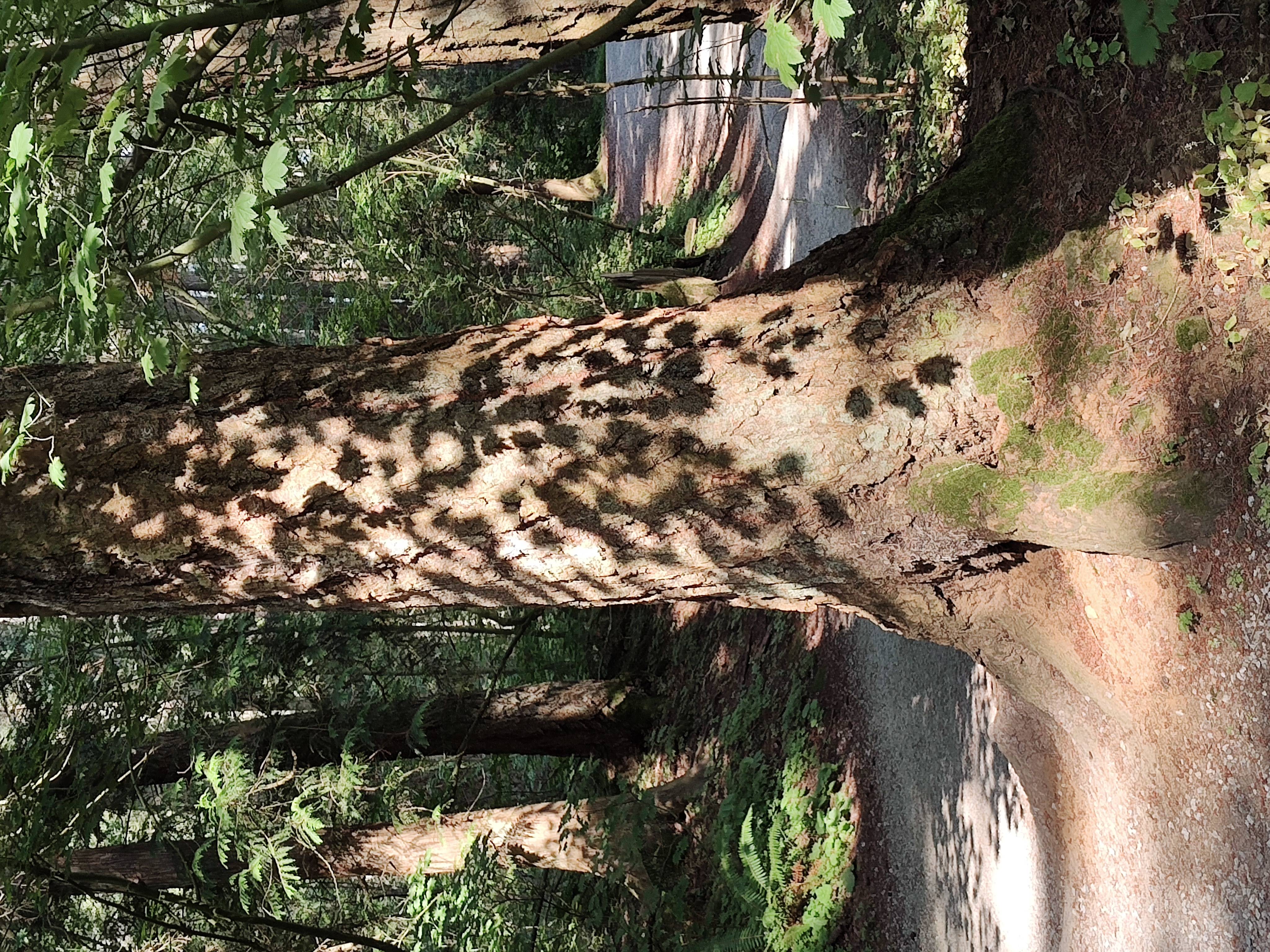 Turning the corner of the path to see this cedar tree with dappling from the shadows cast by the sun shining through the leaves of a deciduous tree nearby