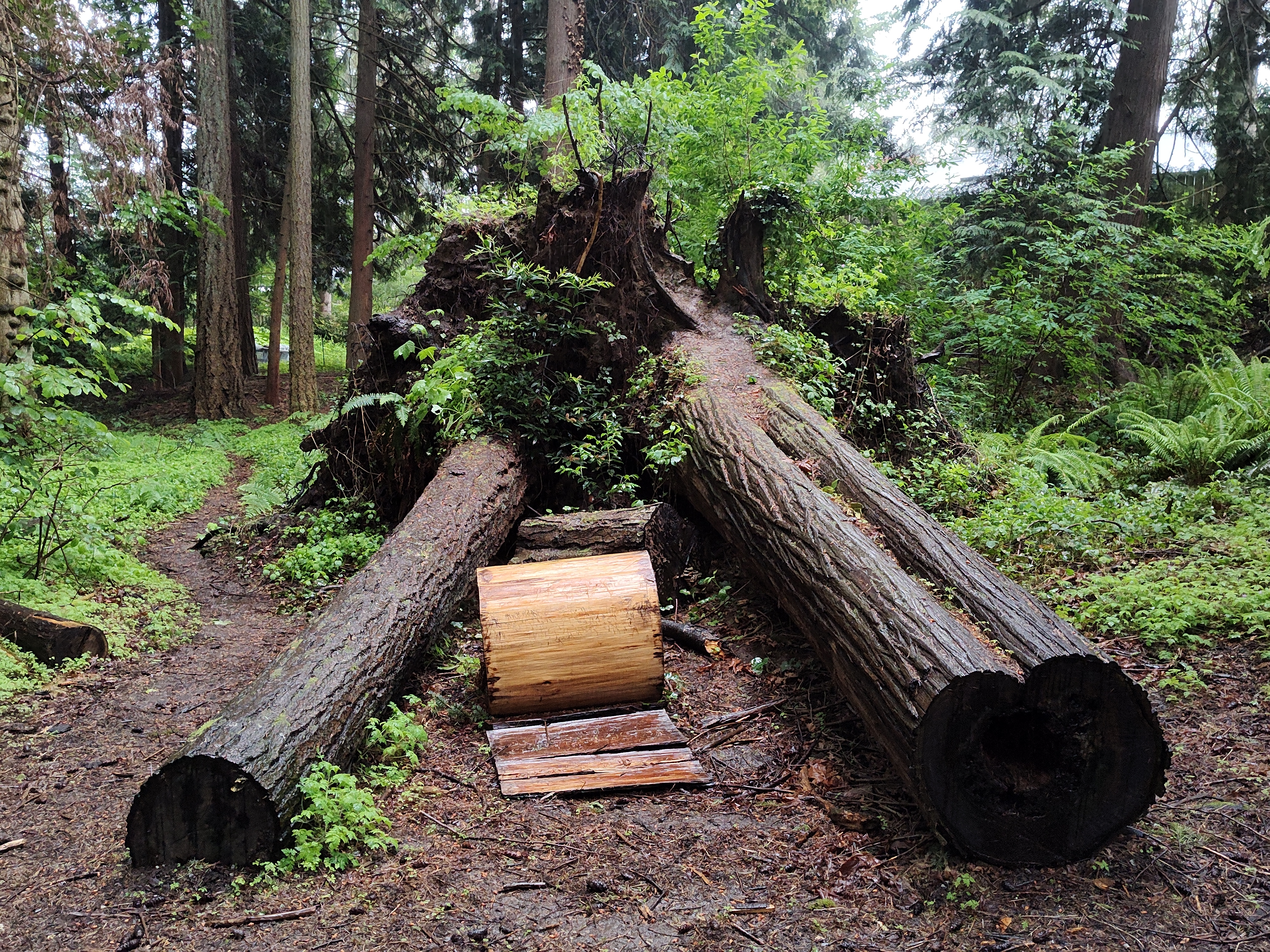 A double stump---what looks like the remaing of two cedar trees with inter-connected root systems that fell and were left to nurture ferns and shrubs (and one round with the bark stripped off left between them). 
