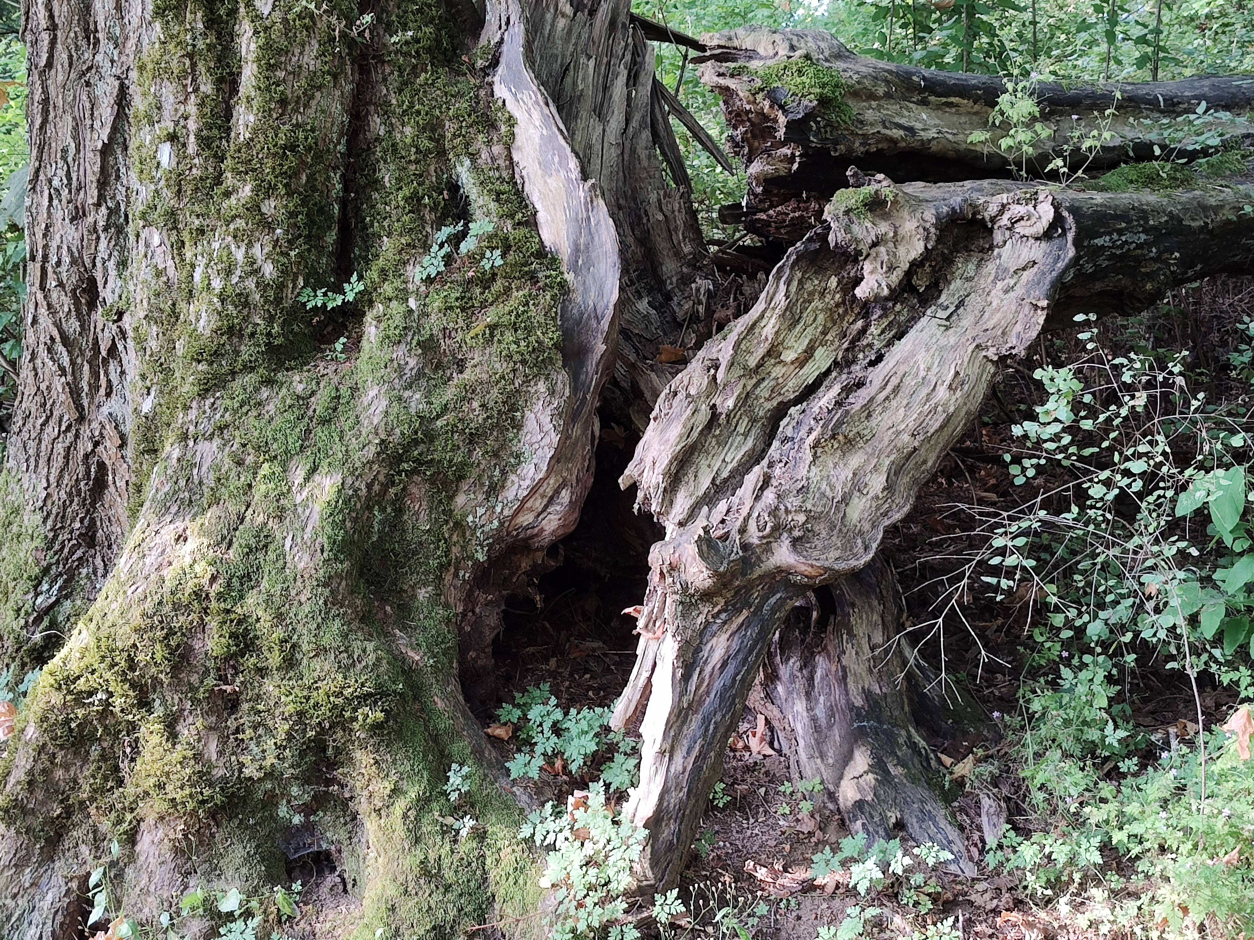 A large mossy cedar that looks as if in an earlier time parts of it were split off and are still lying around/by it. 