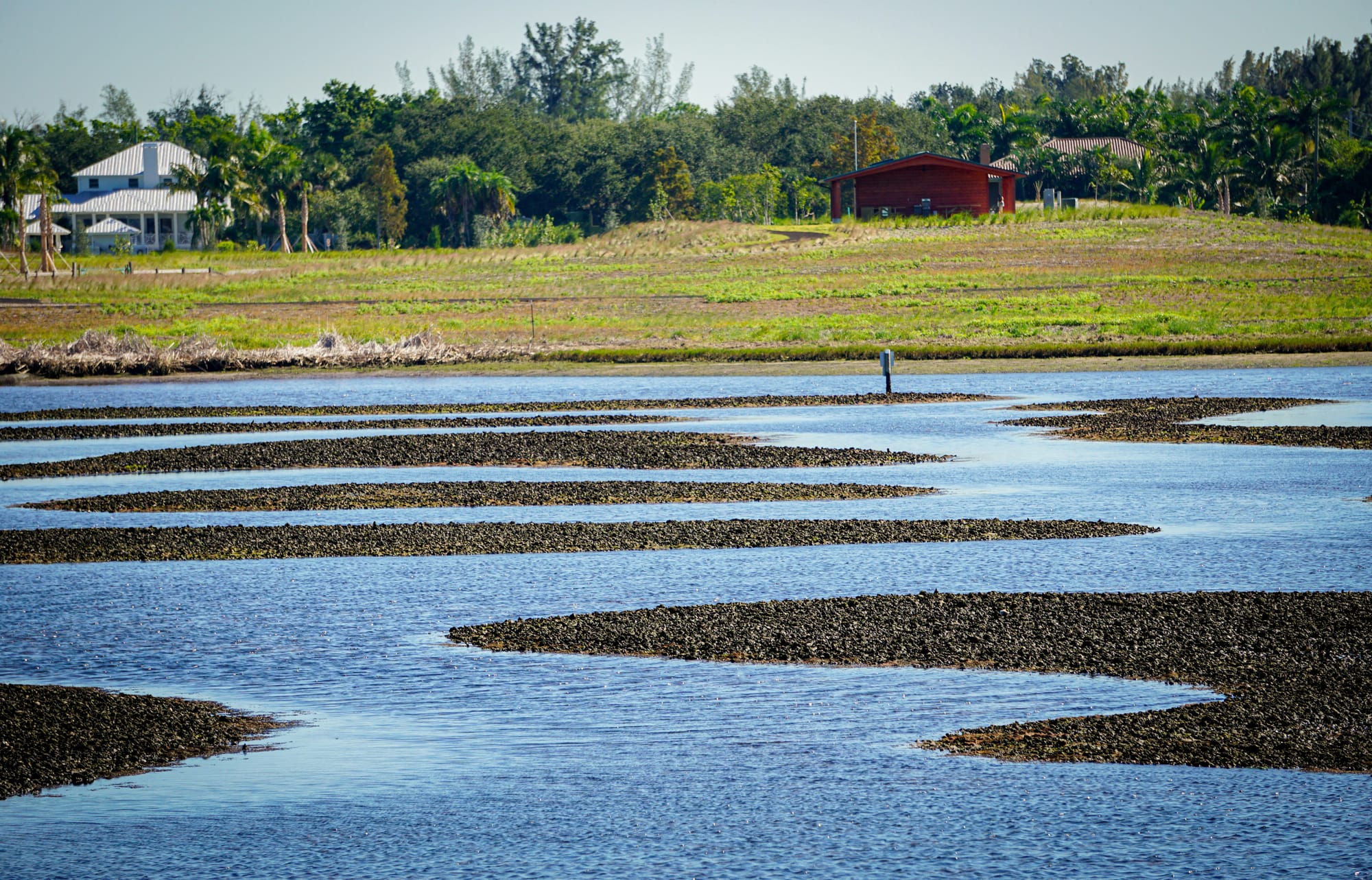Oyster beds along a coastline