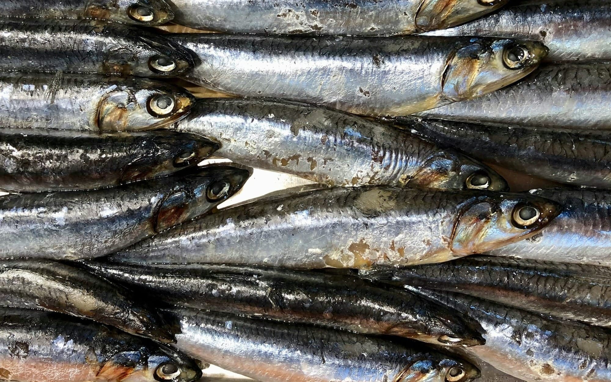sardines, a small foraging fish containing high amounts of omega-3 fatty acids