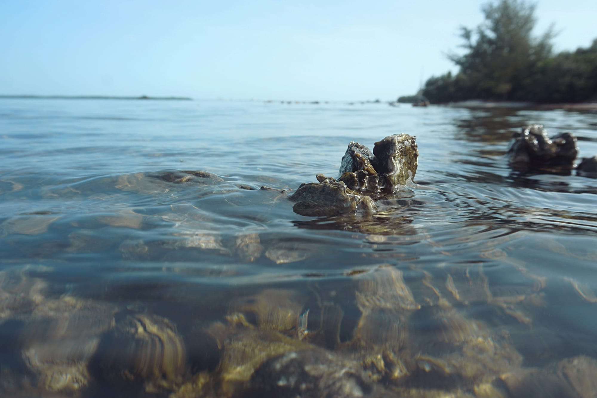 Filter feeding oysters cleaning the marine environment